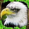 老鹰模拟器 Eagle Simulator