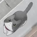 丢失的猫