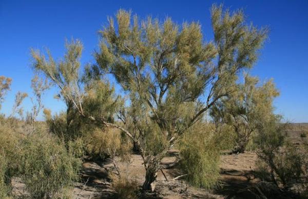 小鸡宝宝考考你，以下选项中被称为征服沙漠的先锋的是