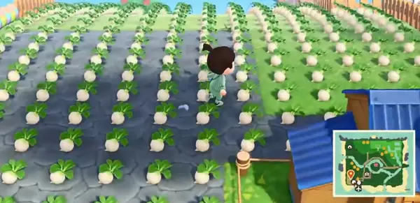 动物森友会怎么种大头菜