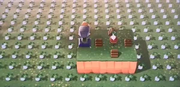 动物森友会大头菜什么时候烂