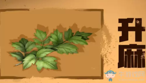 《明日之后》升麻获得方法介绍