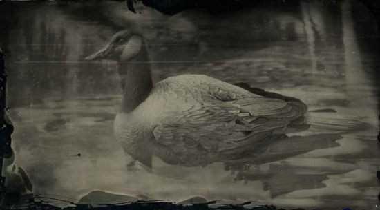 荒野大镖客2加拿大大雁在哪?加拿大大雁位置介绍一览。 荒野大镖客2加拿大大雁在哪?加拿大大雁位置介绍一览。