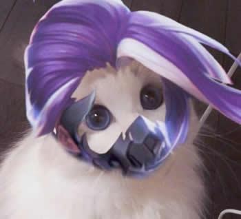 王者荣耀猫咪头像