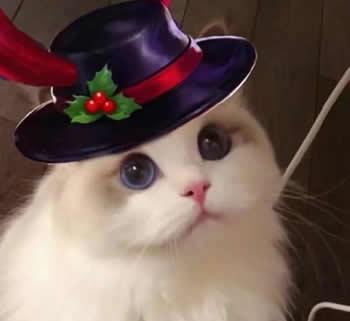 王者荣耀猫咪头像