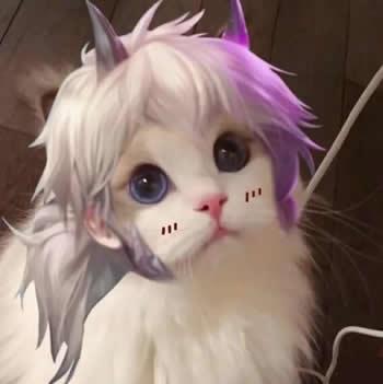 王者荣耀猫咪头像