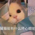 小猫咪能有什么坏心眼呢