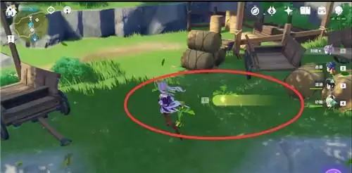 原神白萝卜在哪里获得