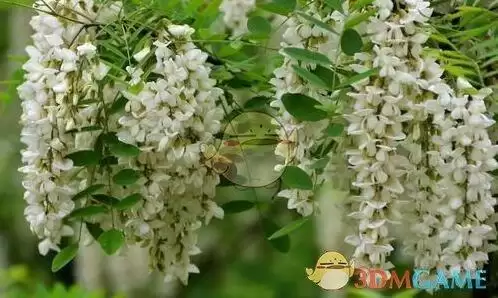 槐树的花朵很漂亮，那么哪种槐树的花朵是可以吃的