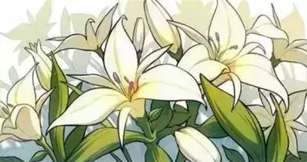 原神塞西莉亚花的花语答案分享