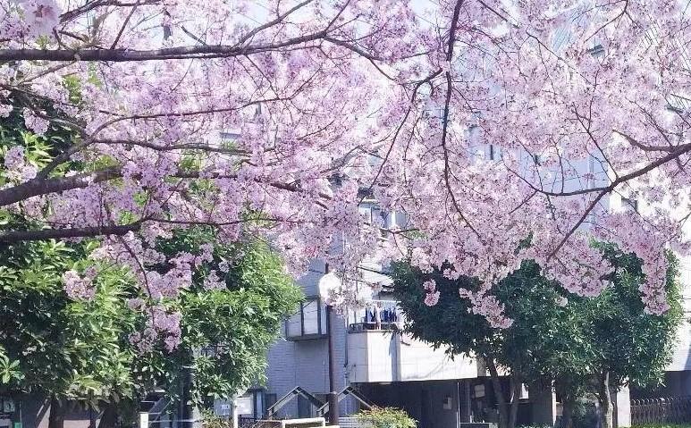 樱花和学校手游大全