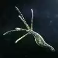 孢子2生物进化手机