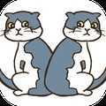 猫的错误1.1.2