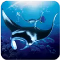 蝠鲼模拟器The Manta rays