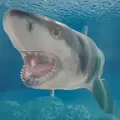鲨鱼海洋