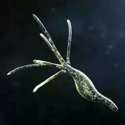 孢子的起源破解版