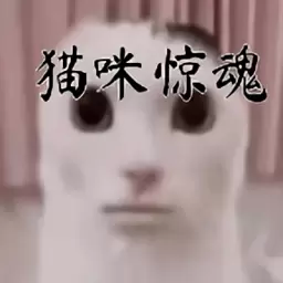 猫咪惊魂