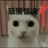 猫猫惊魂