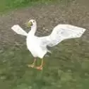 捣蛋鹅