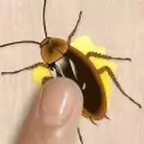 蟑螂杀手