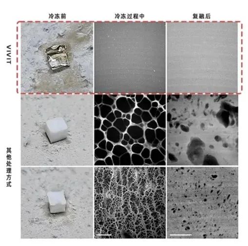 清华团队给科研人员装上“透视眼”：让生物组织透明化且无损三维成像