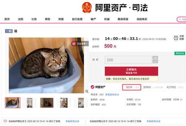 3岁狸花猫因主人欠债被法拍，超5000人报名竞购