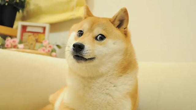 狗狗币原型柴犬Kabosu逝世！DOGE价格震荡