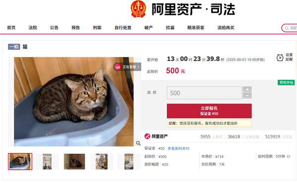 3岁狸花猫因主人欠债遭法拍，身价飙升引关注，宠物店主加入竞拍