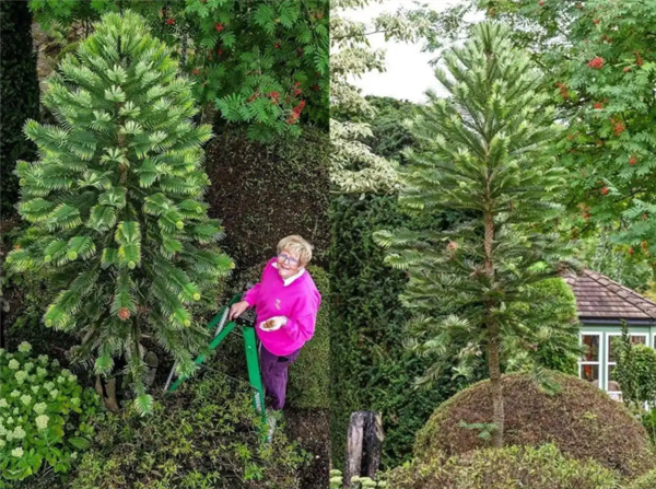 英国夫妇成功培育史前树种，首批恐龙时代植物种子收获