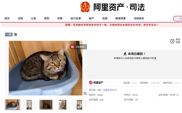 3岁网红狸花猫拍卖取消，已被爱心人士领养
