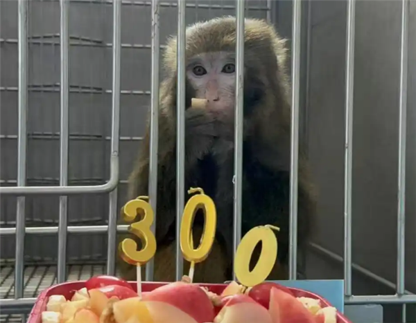 猪肾移植猴体存活超300天，创亚洲异种器官移植新纪录