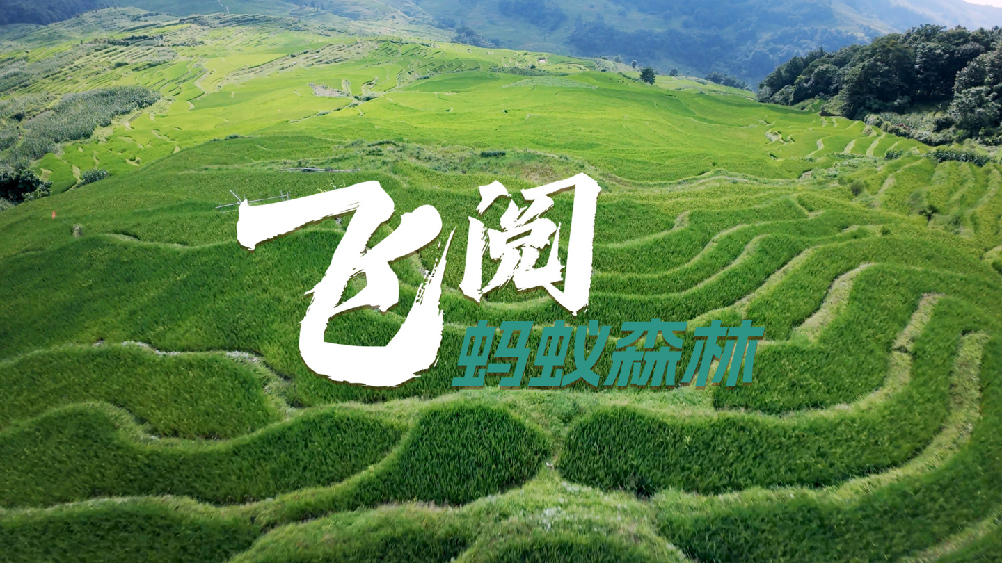 蚂蚁森林