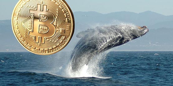 BTC巨鲸异动：1.77亿美元比特币转移！