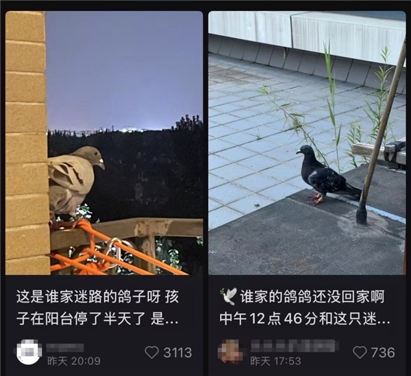 迷路和平鸽怎么办？九三阅兵后的回家指南