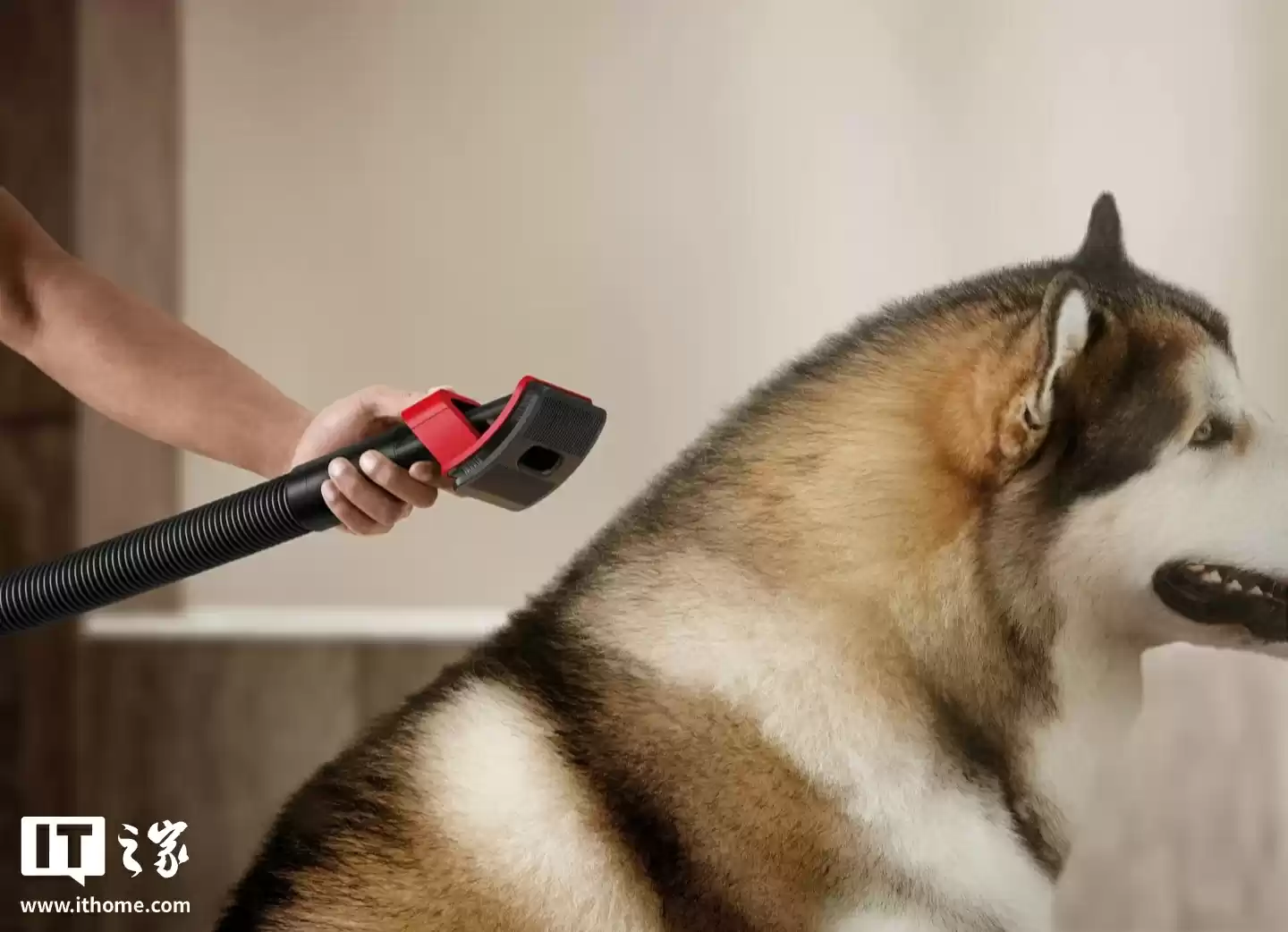 戴森推出 V16 Piston Animal 吸尘器：全新 900W 电机、干湿两用，可打理宠物毛发