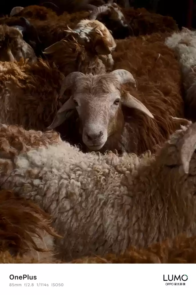 哈苏时代结束，一加国内公布 LUMO 凝光影像系统样张