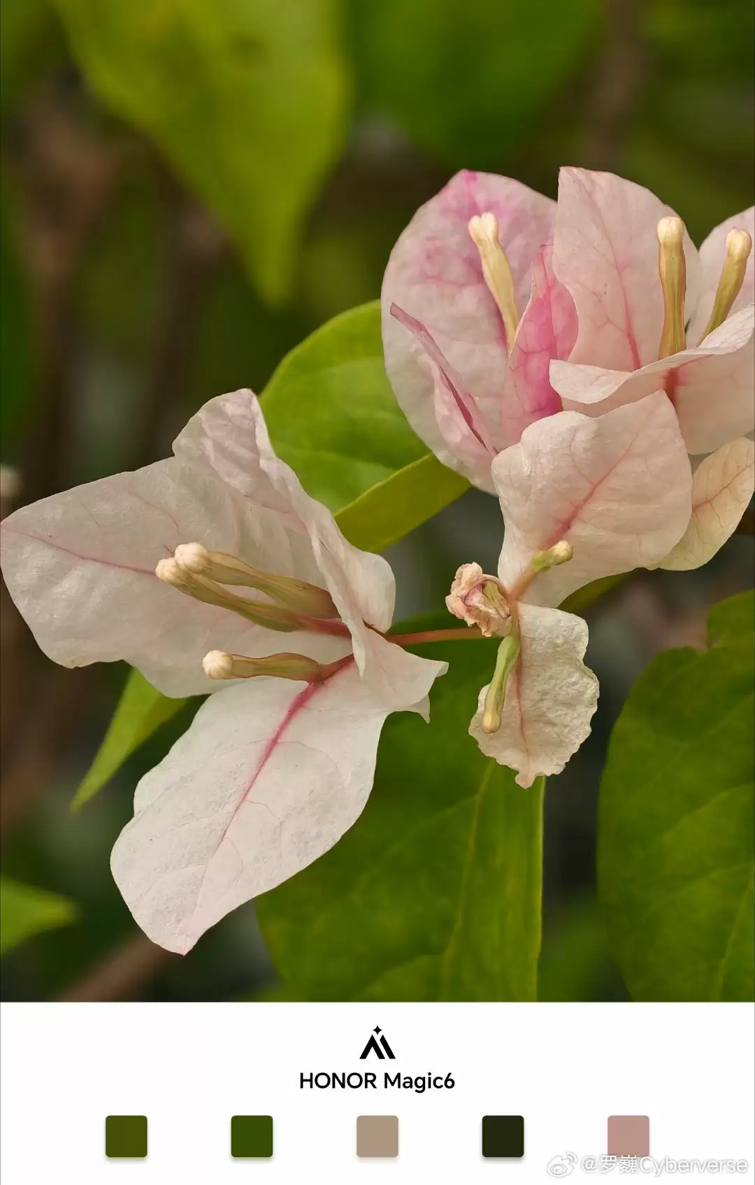 荣耀 AiMAGE 影像全新水印曝光,罗巍透露色块设计元素“是有用的”