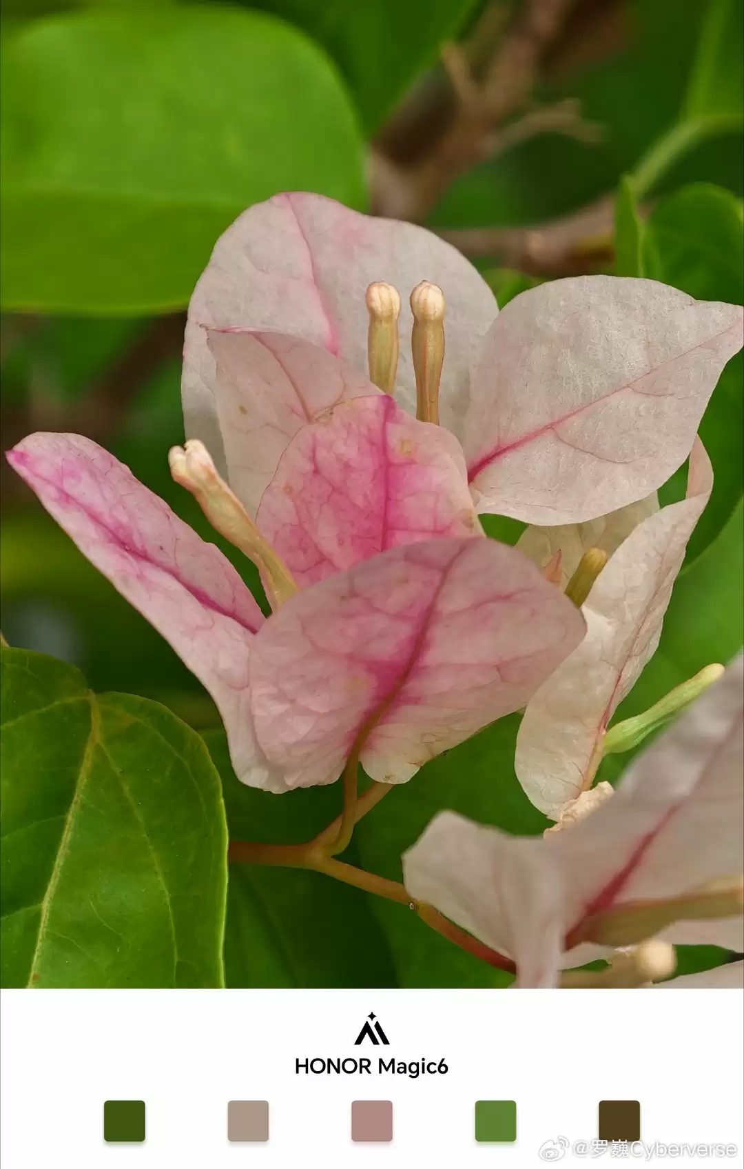 荣耀 AiMAGE 影像全新水印曝光,罗巍透露色块设计元素“是有用的”