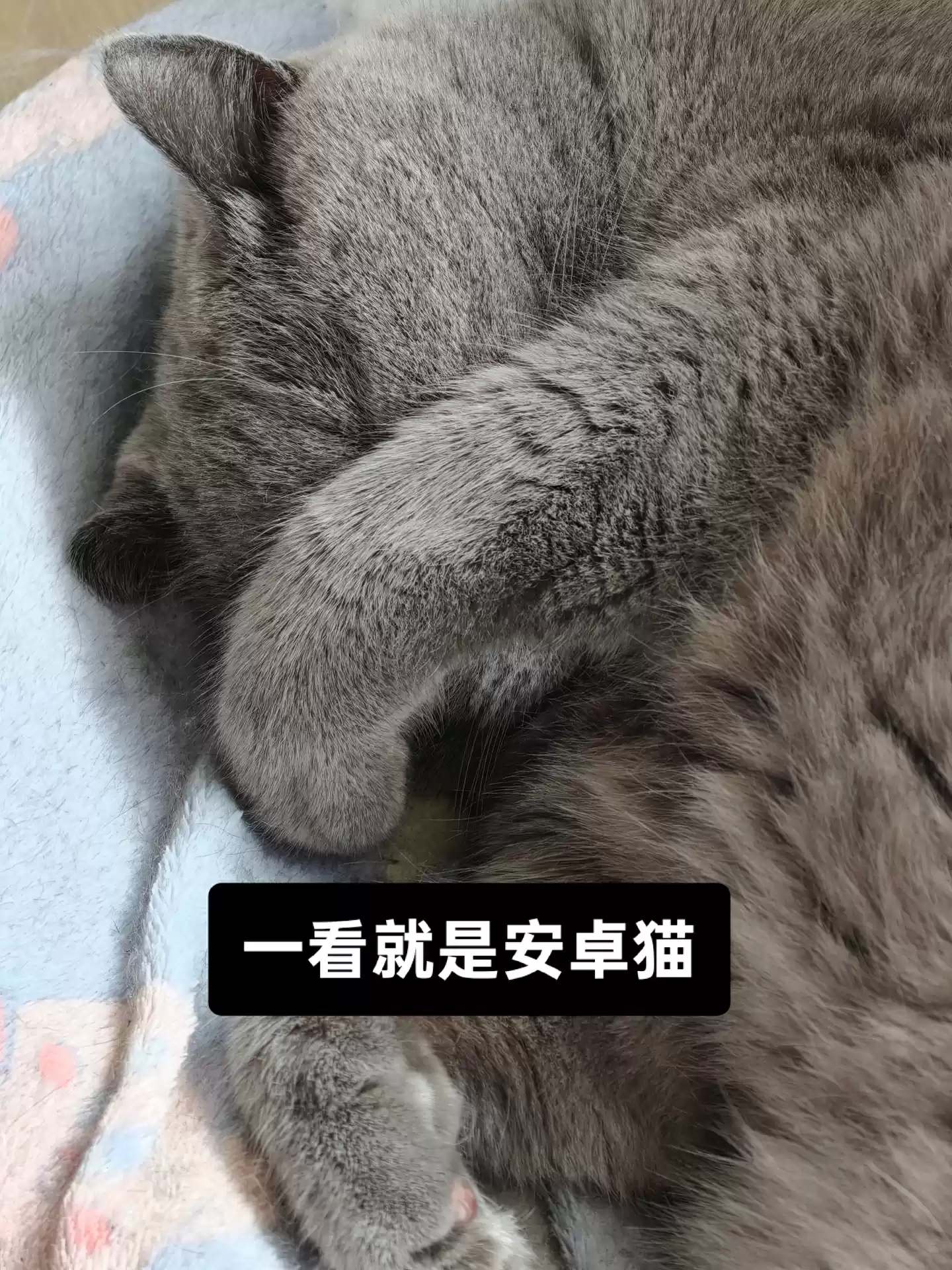 OPPO 陈希:在早期安卓时代,和苹果的体验有比较大的差距,总有人想为安卓用户打上思想钢印来形成意识上的优越性