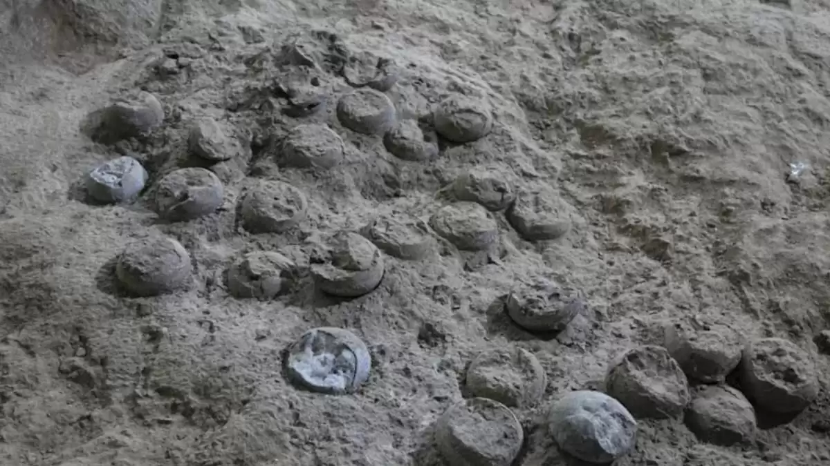 8600 万年前!我国科学家全球首次准确测定恐龙蛋化石年龄