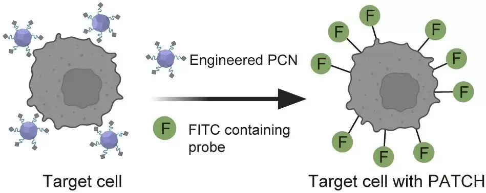 免疫治疗重要突破:我国科研人员开发出可精准识别癌细胞的“纳米标记机器人”