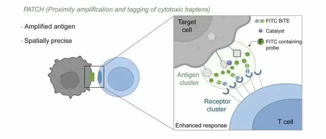 免疫治疗重要突破:我国科研人员开发出可精准识别癌细胞的“纳米标记机器人”