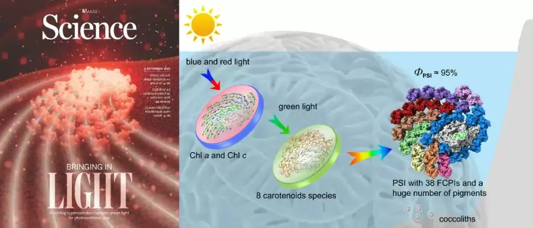 登上 Science 封面：我国科学家首次揭开颗石藻高效捕获光能奥秘，有望设计出新型光合作用蛋白