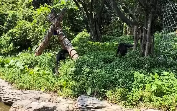 猩猩试图劝阻画面