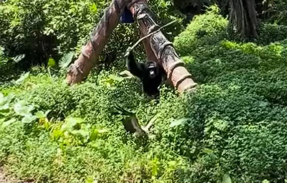 黑猩猩持棍袭击鸟类视频截图