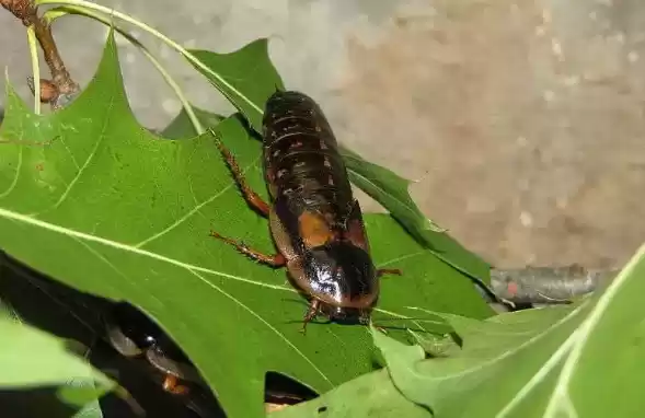 动物园昆虫事件