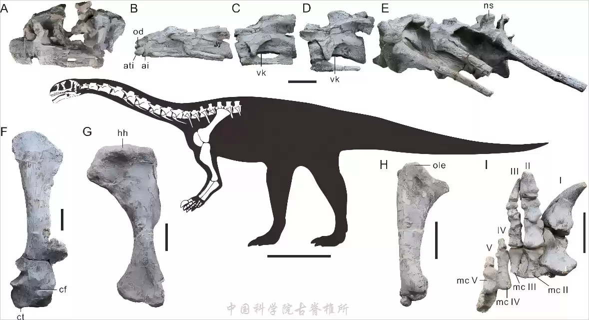 云南发现东亚最早蜥脚型类恐龙,中国科学院命名为吴氏武定龙