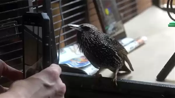 椋鸟鸣管结构示意图