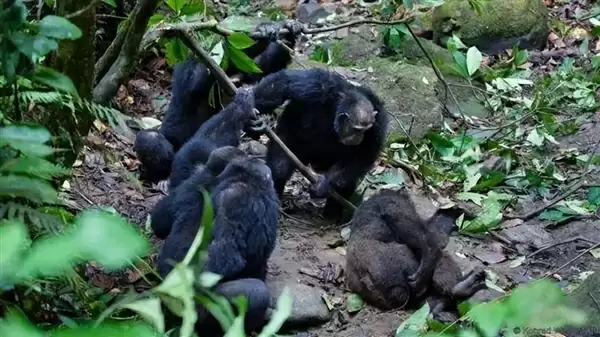残忍的攻击场景