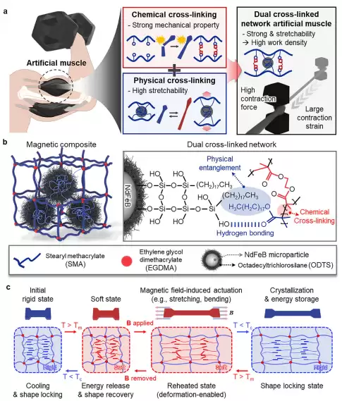 科学家研发新型人造肌肉：可软可硬可伸展，能举起 4000 倍自重